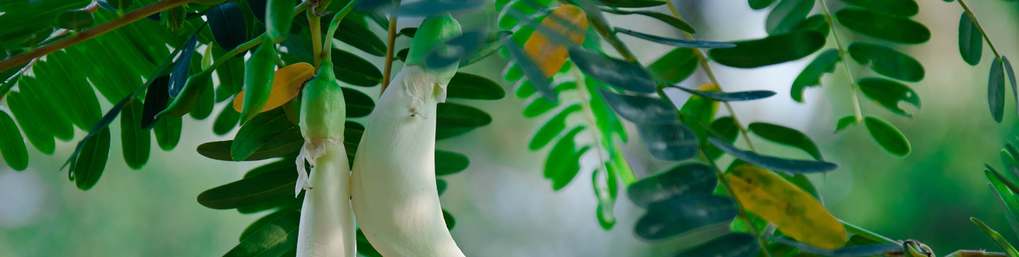 Päästökompensoitu valo