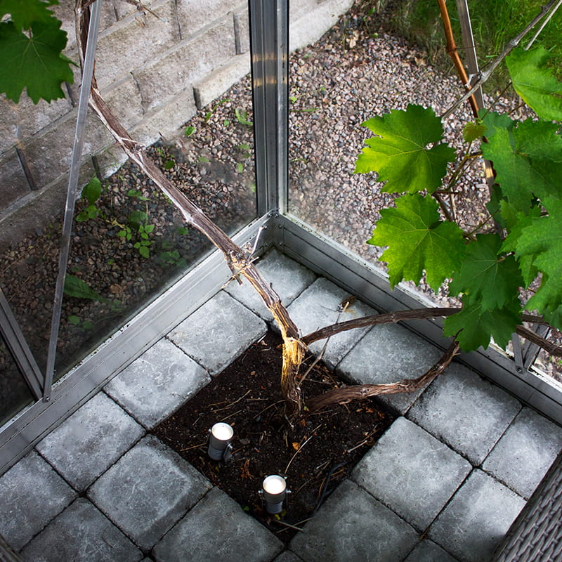 Kasvihuoneen valaistus