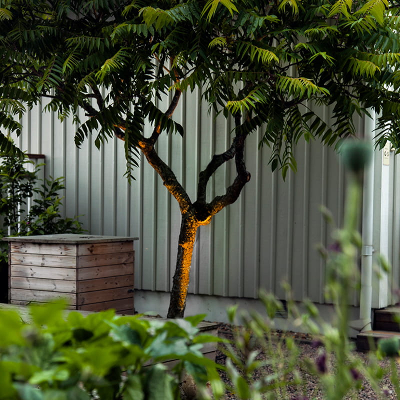 Puun valaistus kohdevalaisimilla