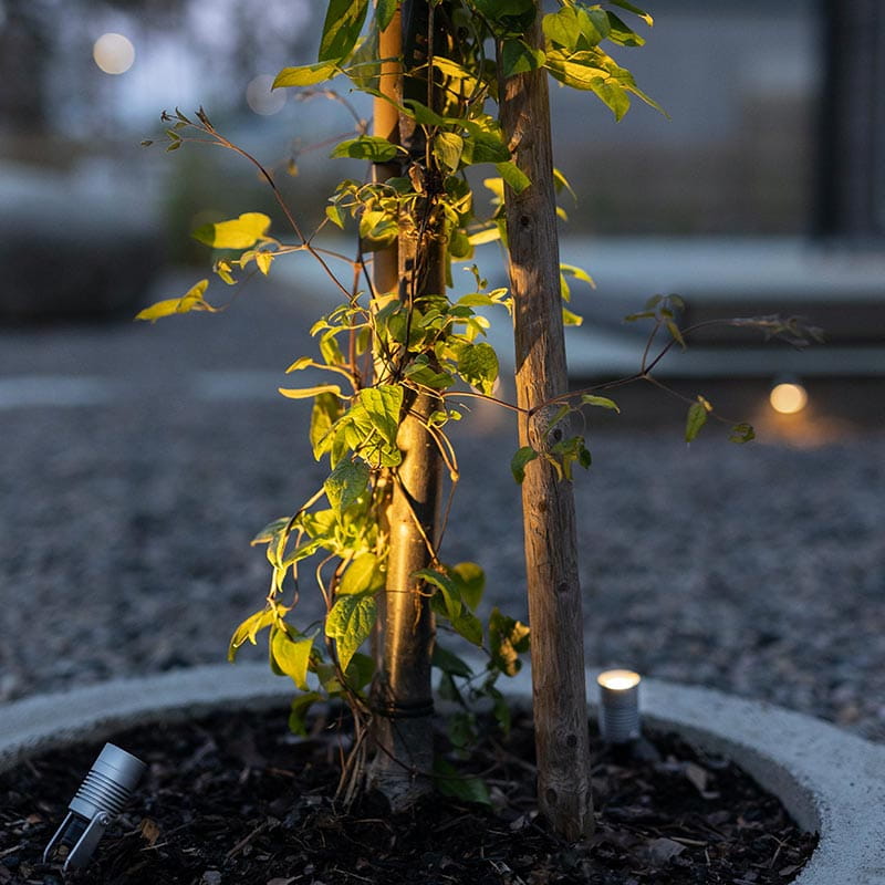 Pensaan valaiseminen